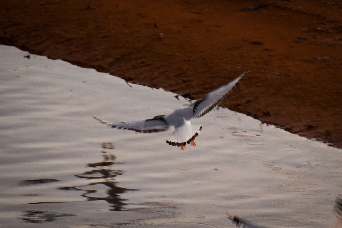 Bonaparte's Gull - ML647263512