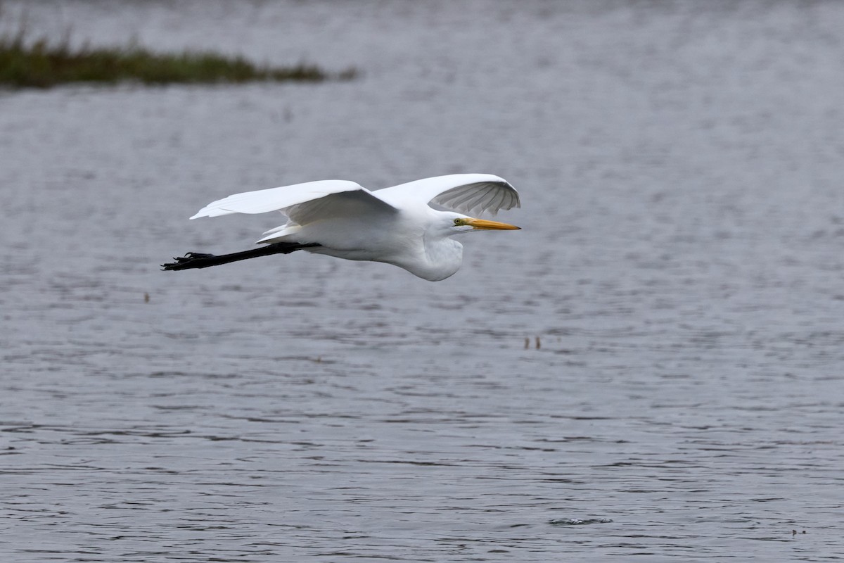 Great Egret - ML647263513