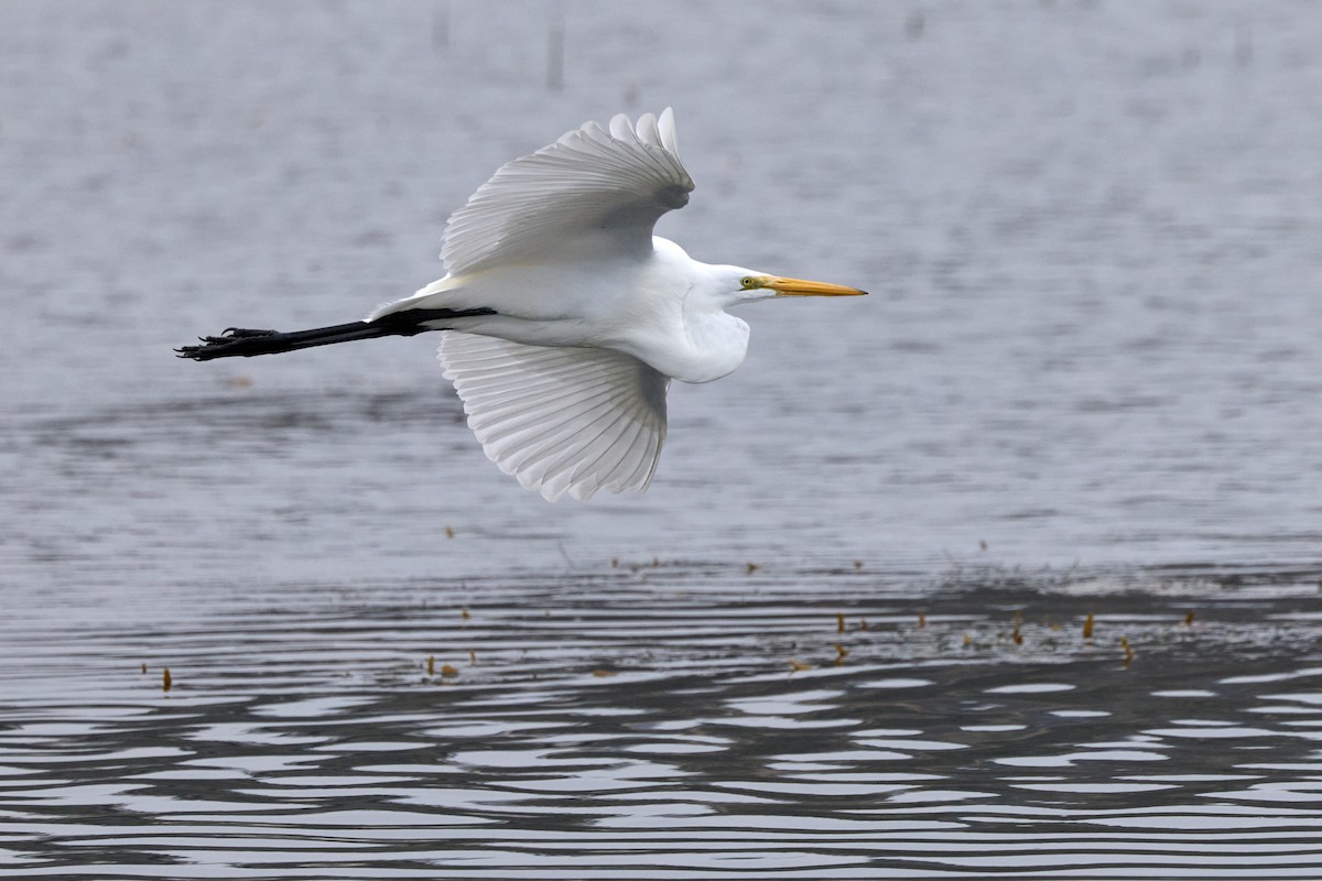 Great Egret - ML647263514