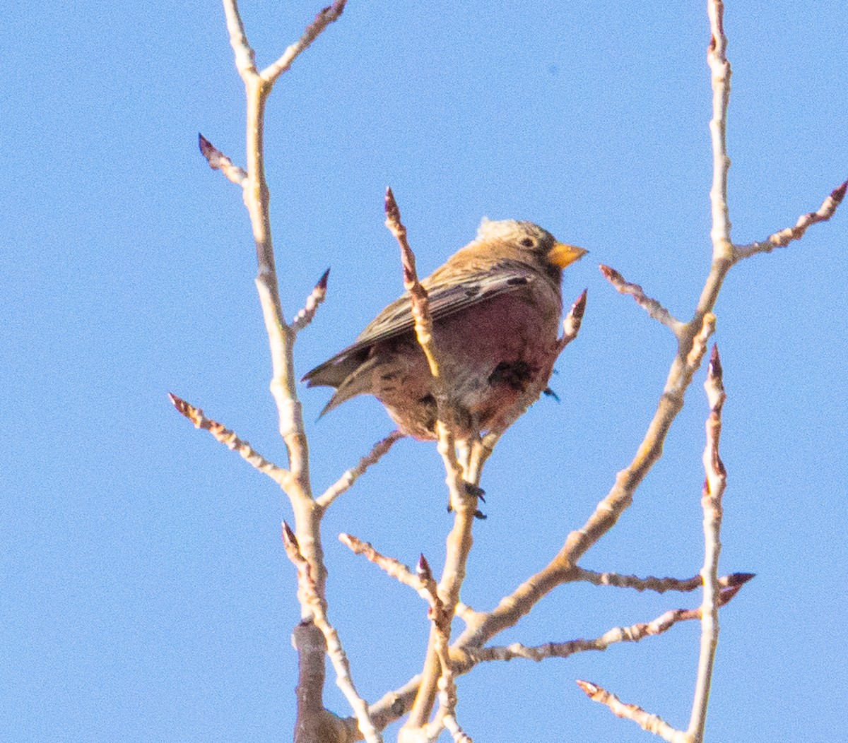 Gray-crowned Rosy-Finch - ML647263518