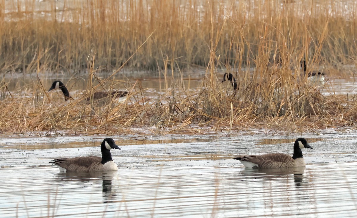 Canada Goose - ML647263520