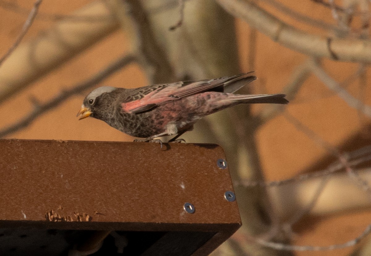 Black Rosy-Finch - ML647263523