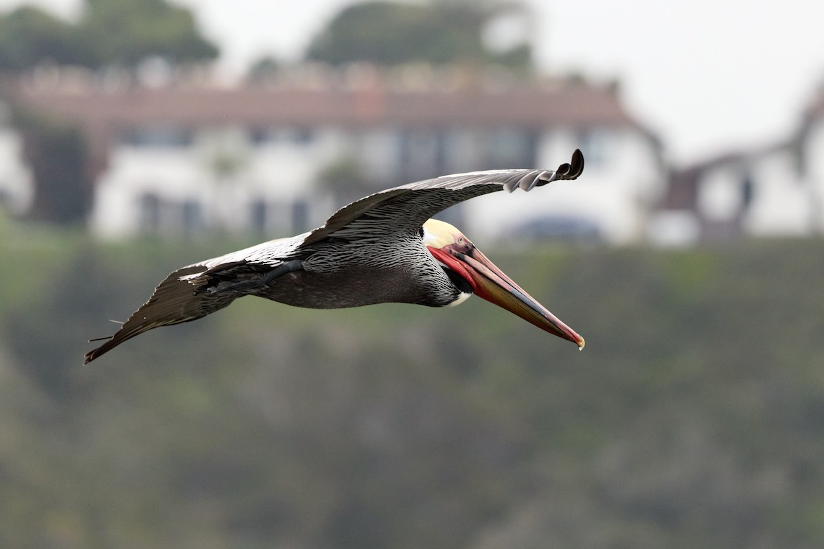 Brown Pelican - ML647263524