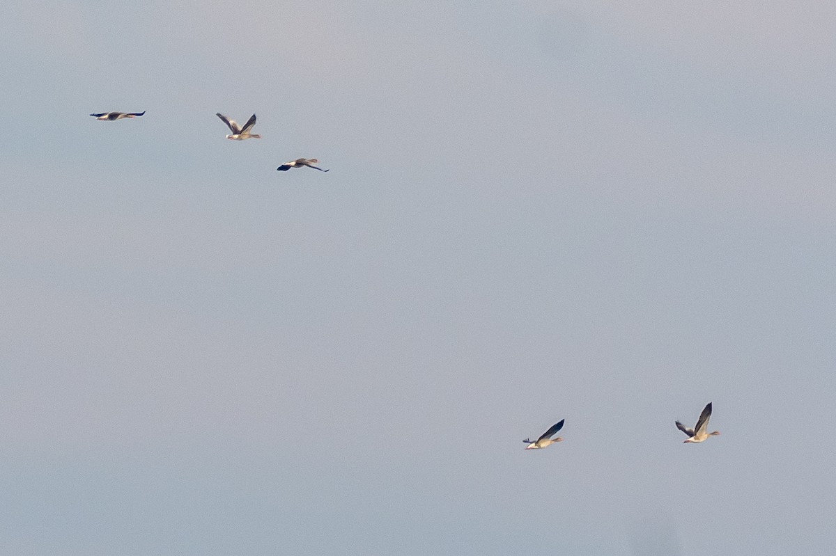 husa velká - ML647263525