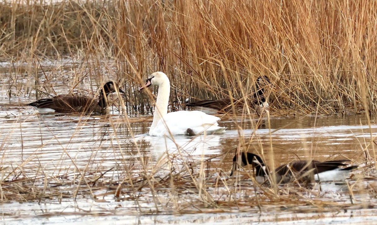 Mute Swan - ML647263526