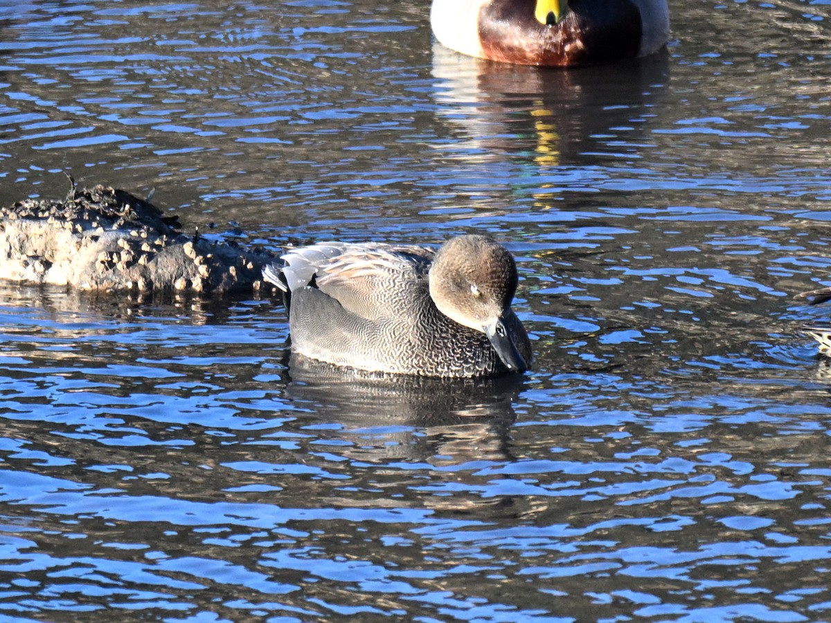 Gadwall - ML647263540