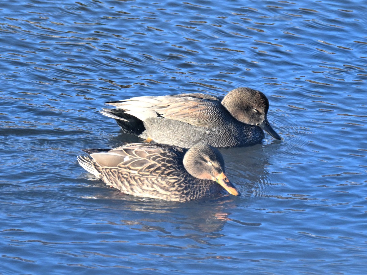 Gadwall - ML647263542