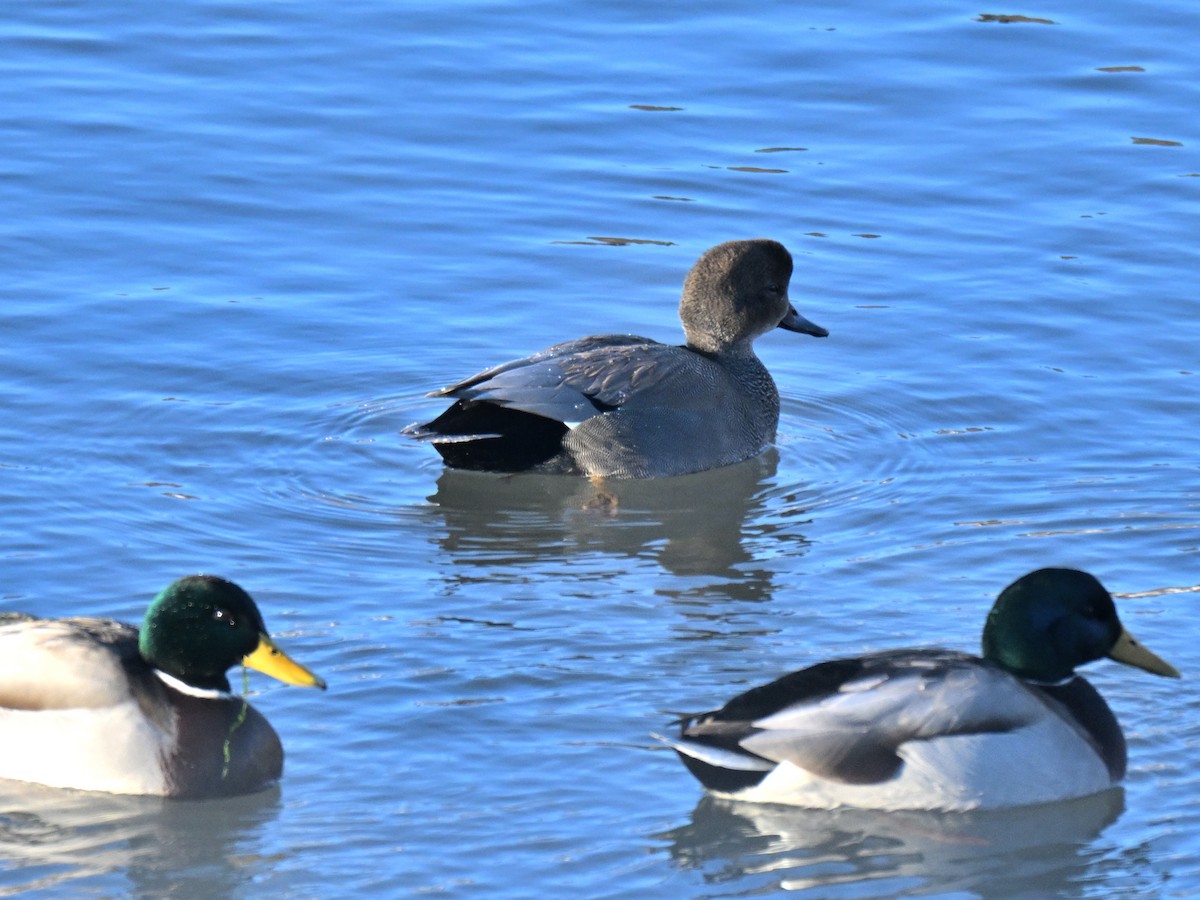 Boz Ördek - ML647263543