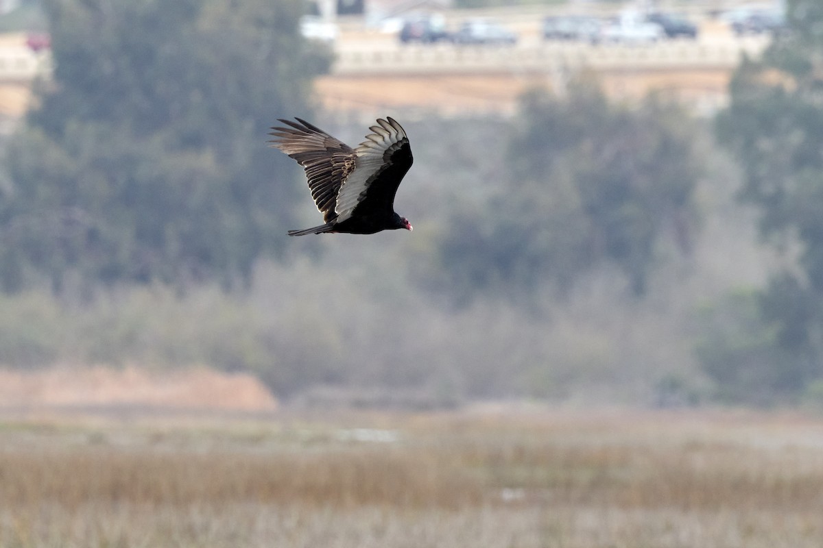 Turkey Vulture - ML647263552