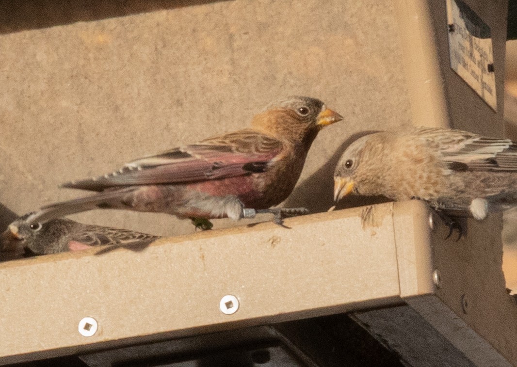 Brown-capped Rosy-Finch - ML647263558