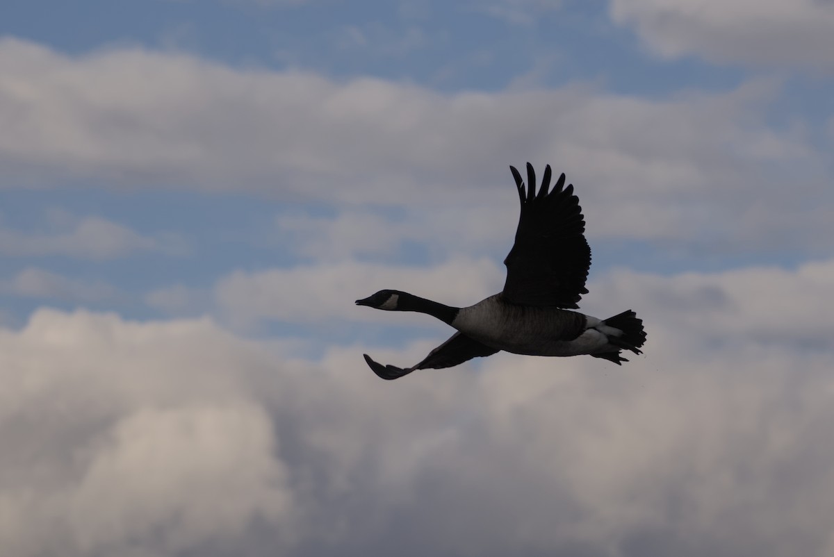 Canada Goose - ML647263562