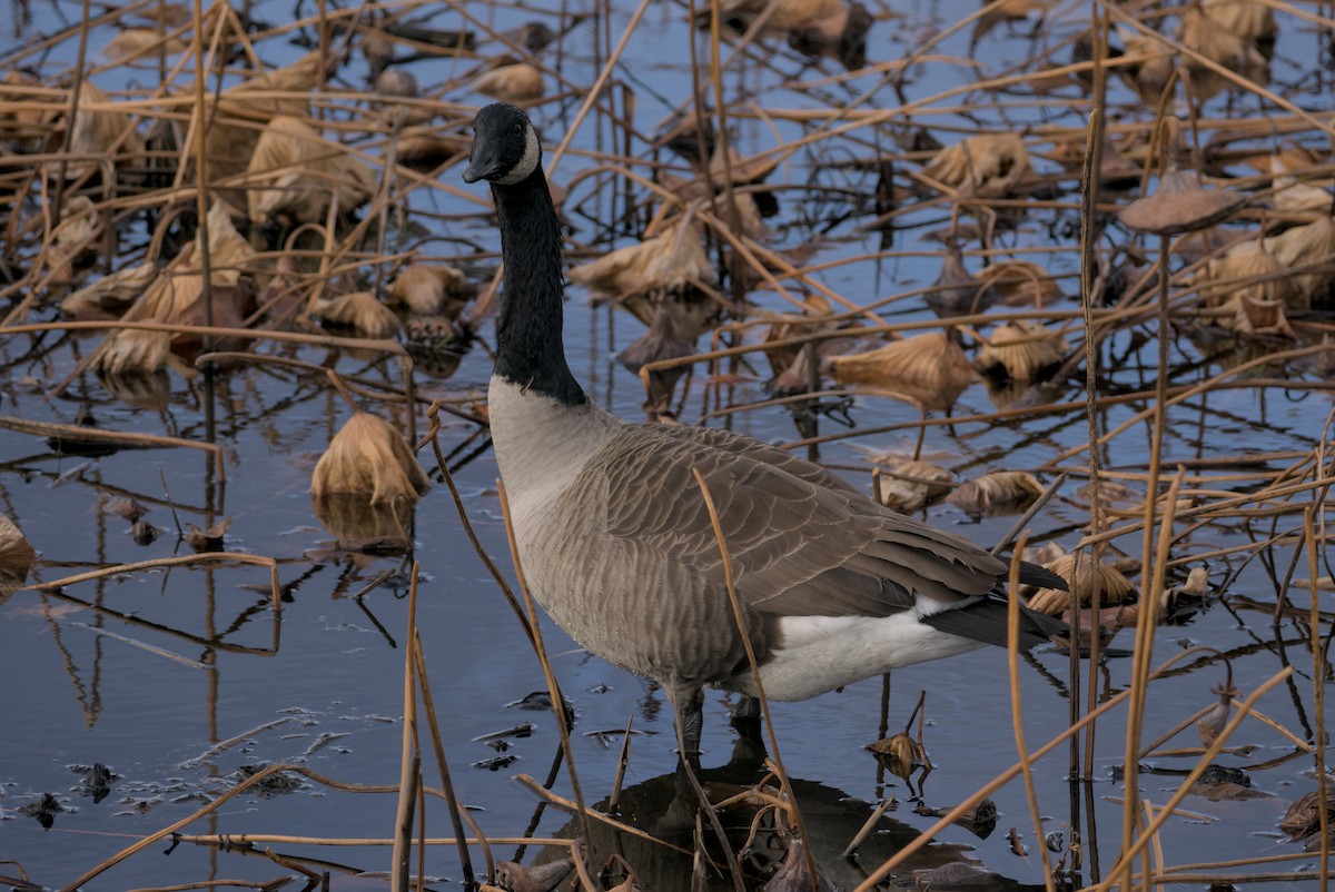 Canada Goose - ML647263563