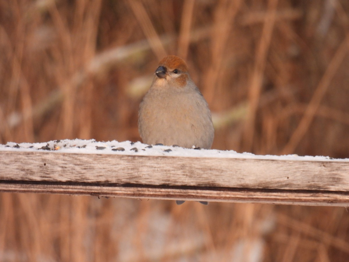 Pine Grosbeak - ML647263575