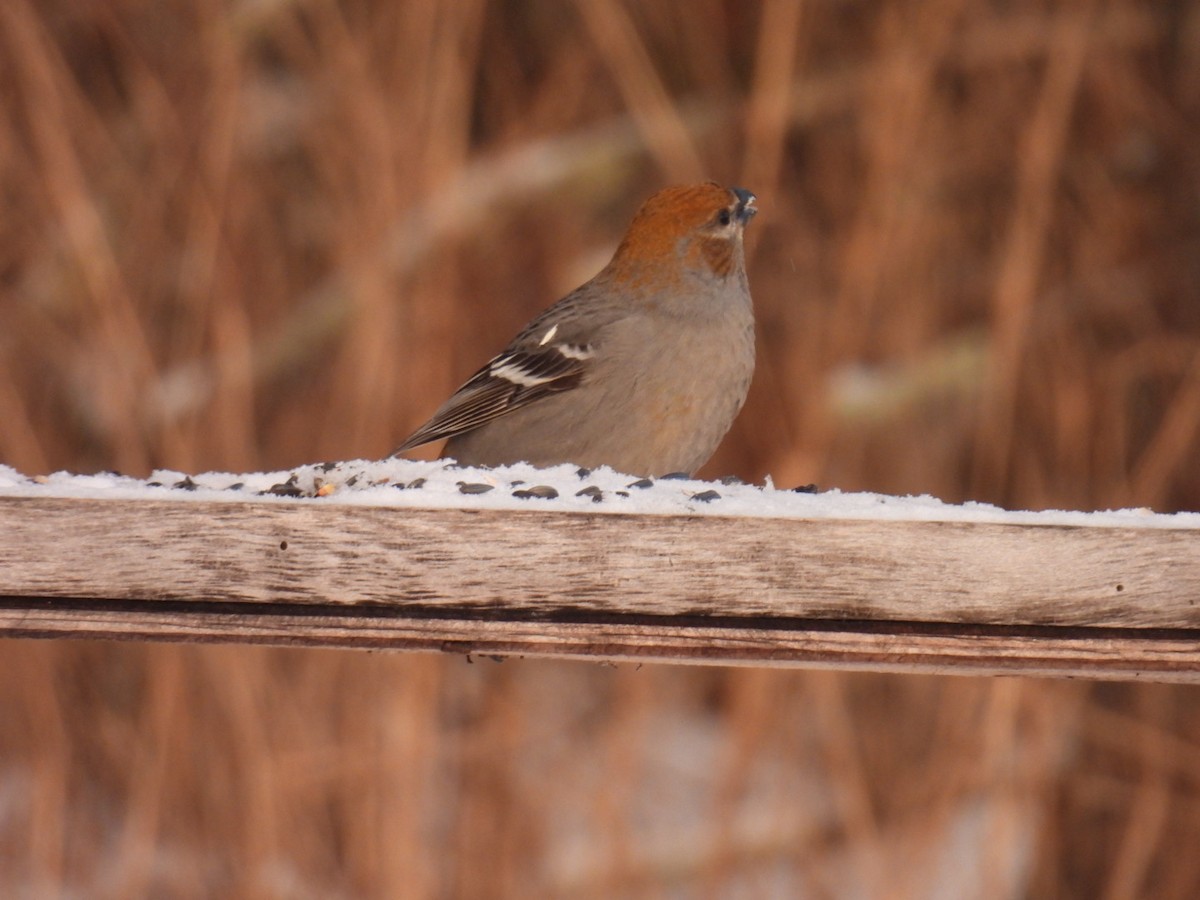 Pine Grosbeak - ML647263576