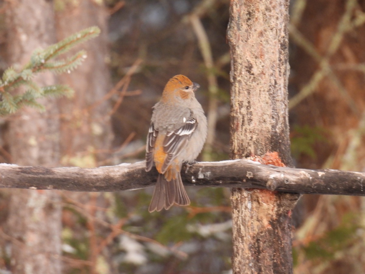 Pine Grosbeak - ML647263577