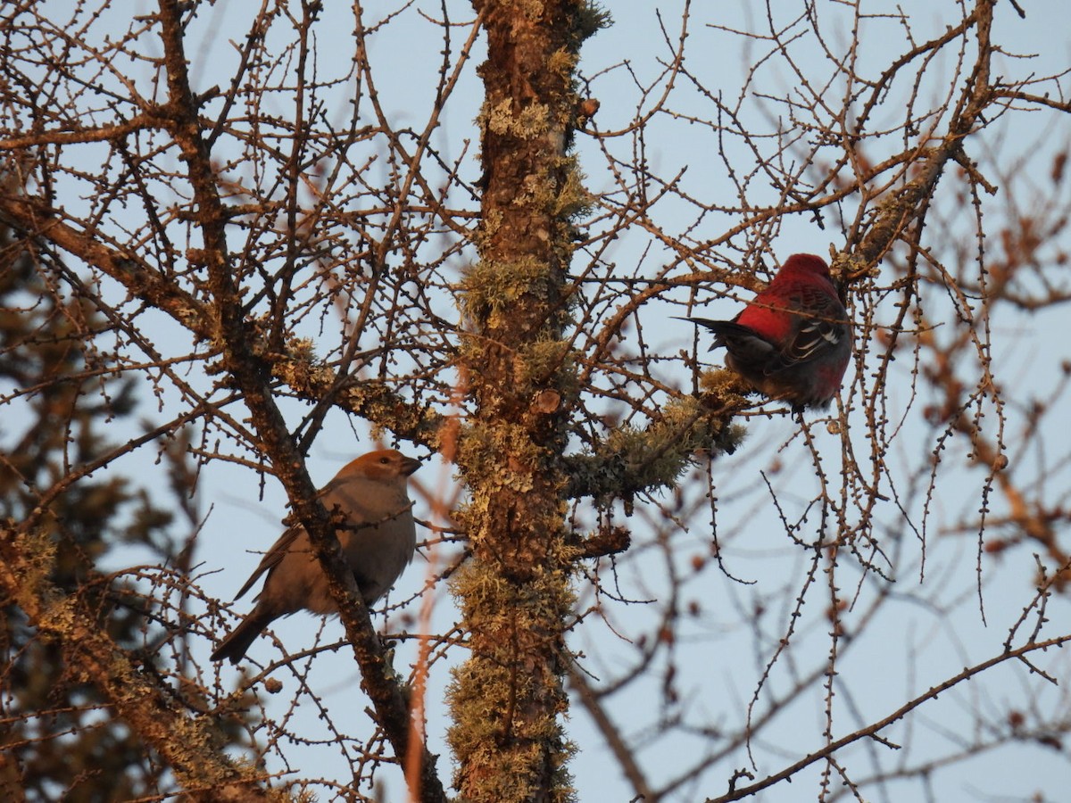 Pine Grosbeak - ML647263578