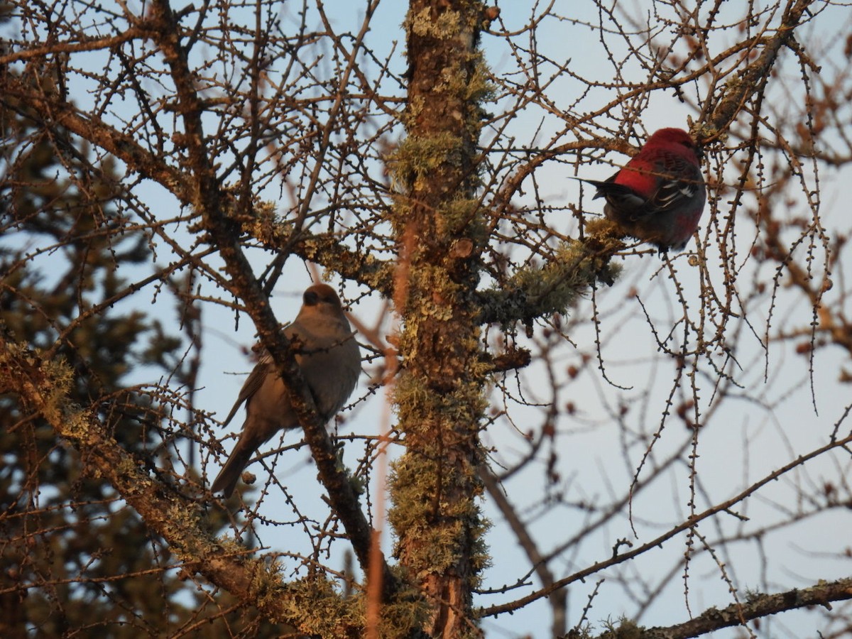 Pine Grosbeak - ML647263579