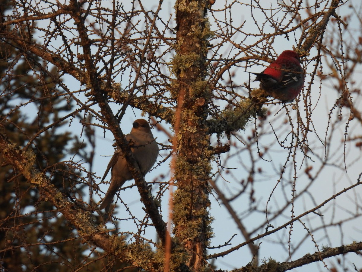Pine Grosbeak - ML647263580