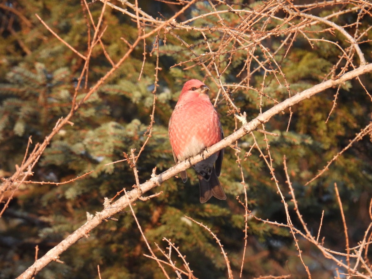 Pine Grosbeak - ML647263581