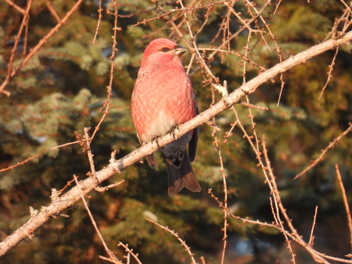 Pine Grosbeak - ML647263582