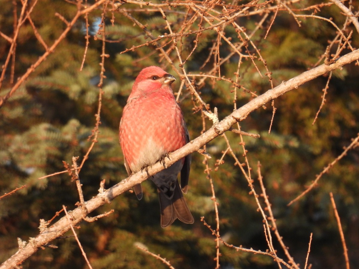 Pine Grosbeak - ML647263585