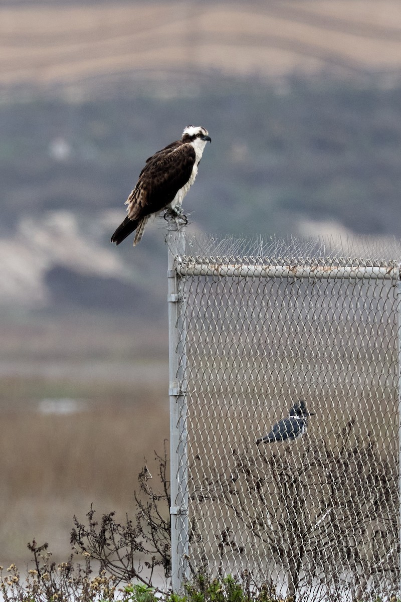 Osprey - ML647263588