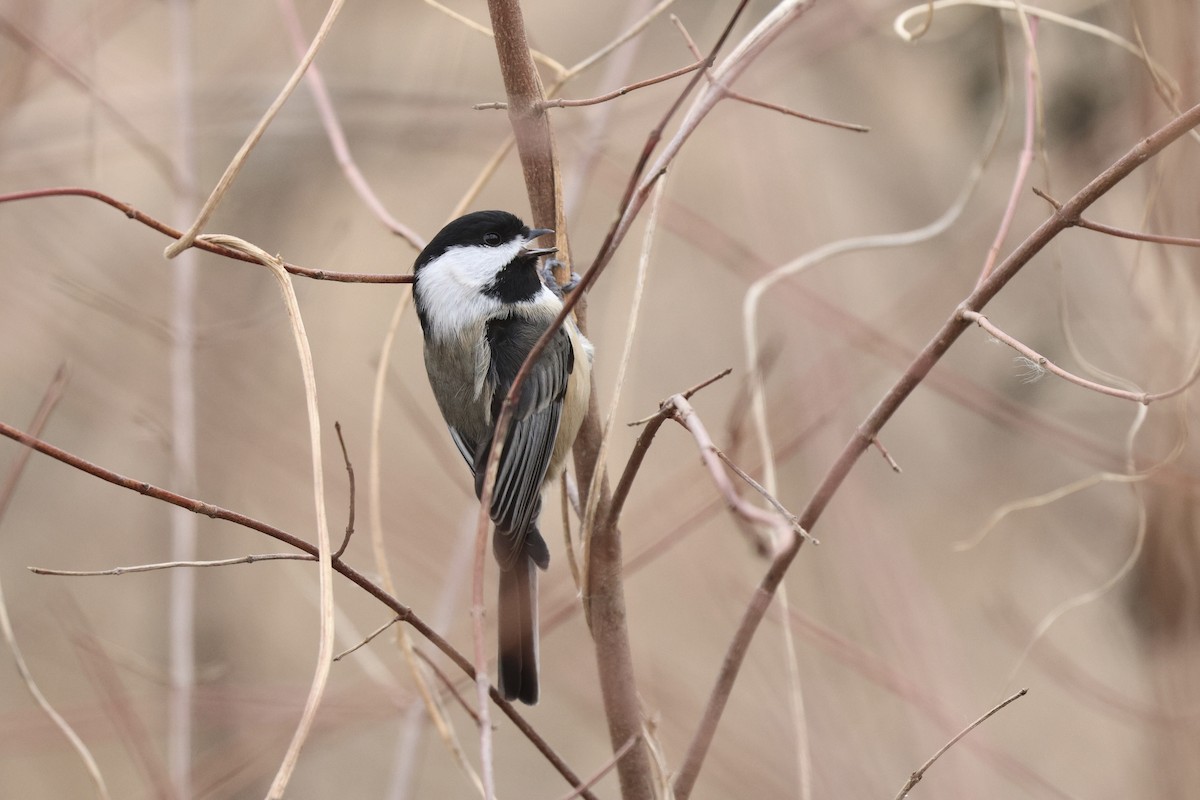 Black-capped Chickadee - ML647263596