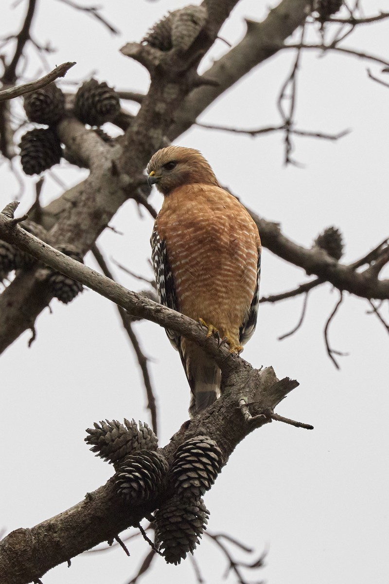 Red-shouldered Hawk - ML647263614