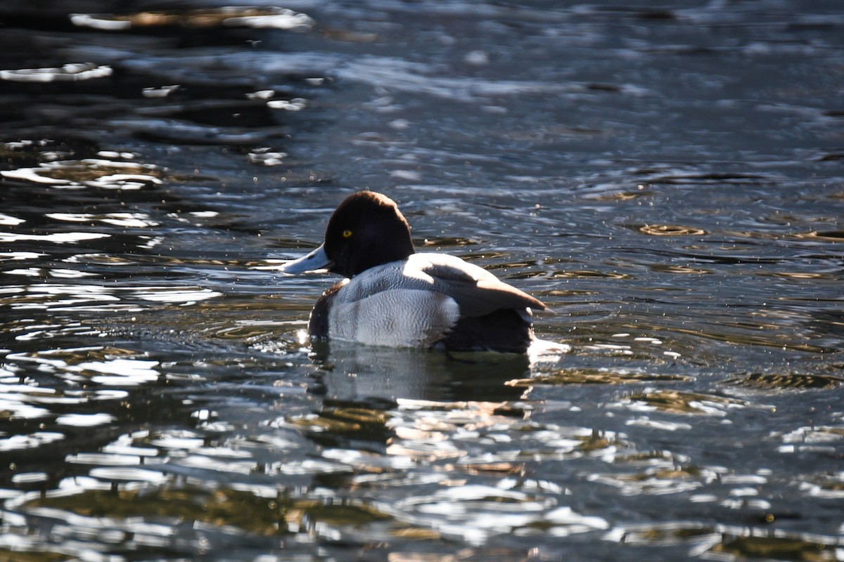 Lesser Scaup - ML647263623