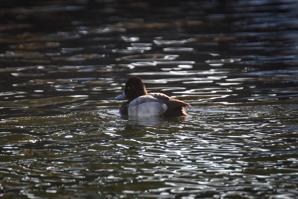 Lesser Scaup - ML647263624