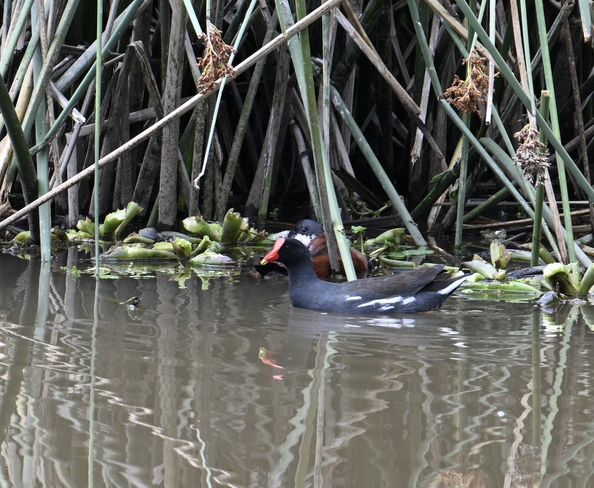 Курочка латиноамериканська - ML647263625