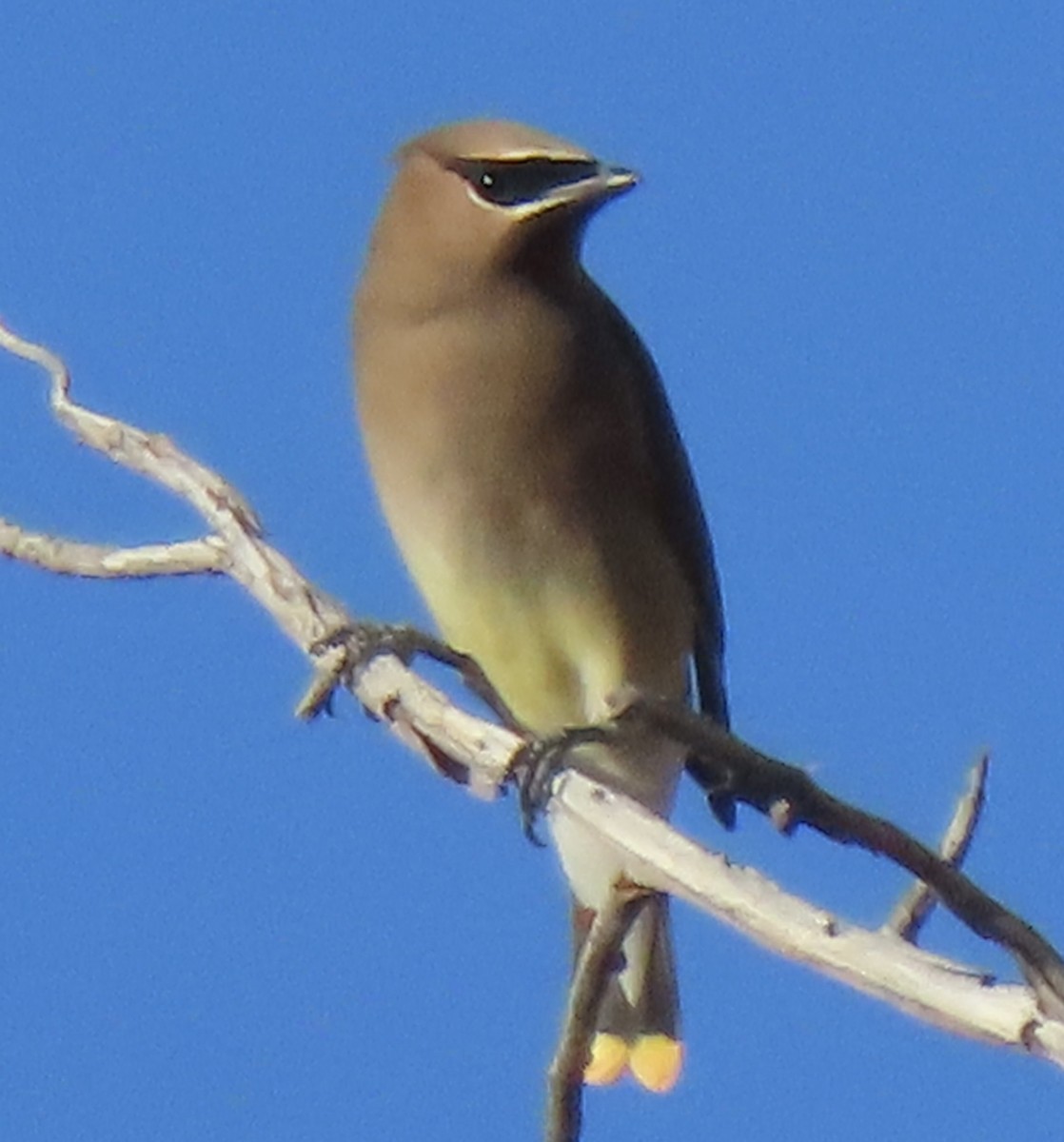 ヒメレンジャク - ML647263628