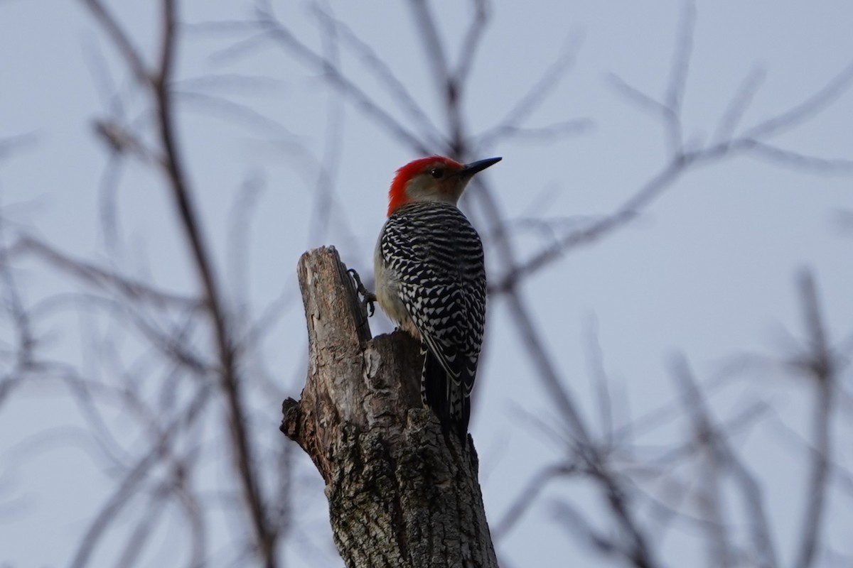 Red-bellied Woodpecker - ML647263629
