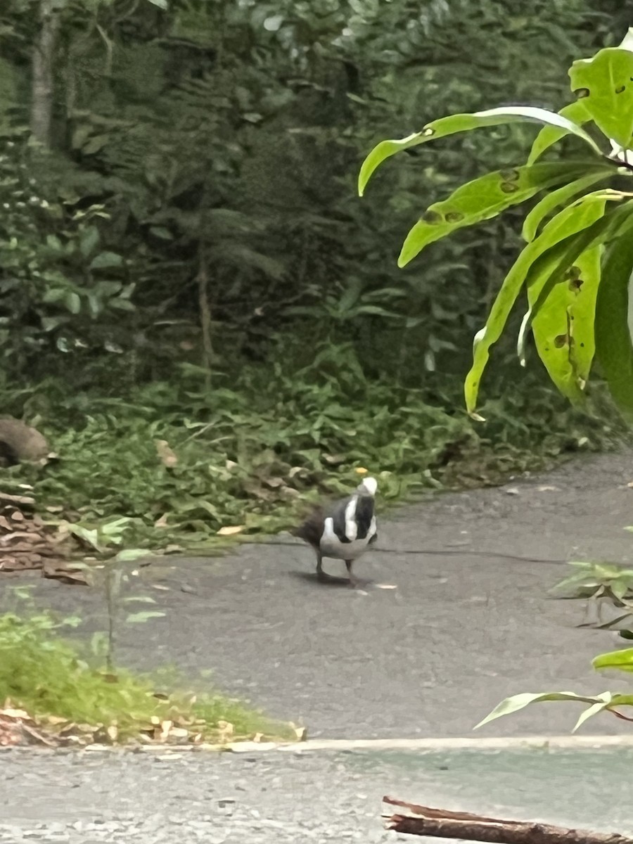 Wonga Pigeon - ML647263632