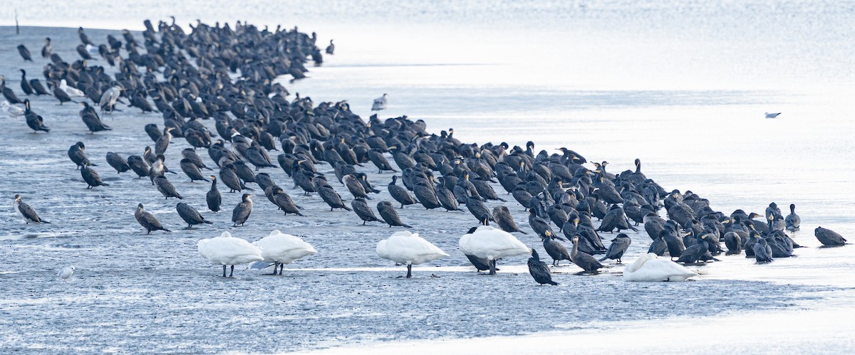 Большой баклан - ML647263633