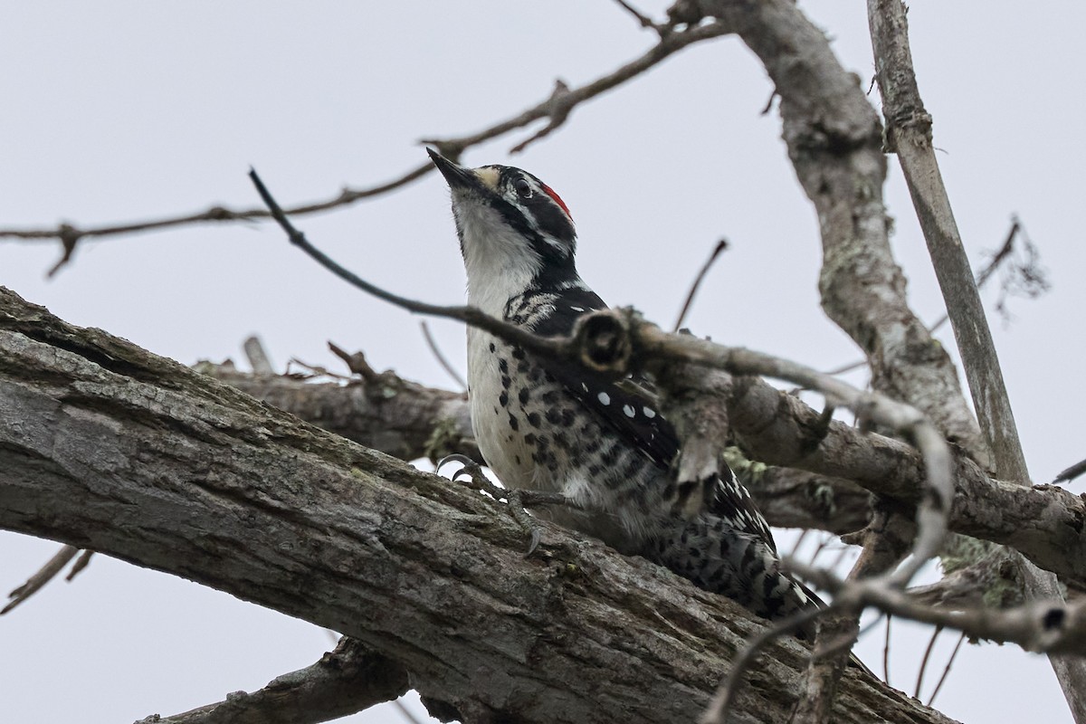 Nuttall's Woodpecker - ML647263634