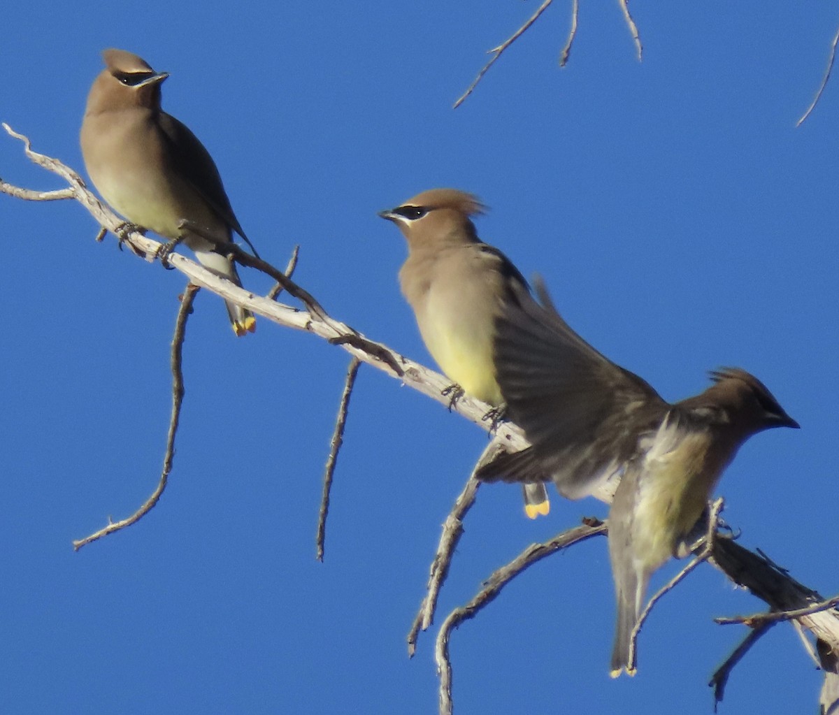 ヒメレンジャク - ML647263636