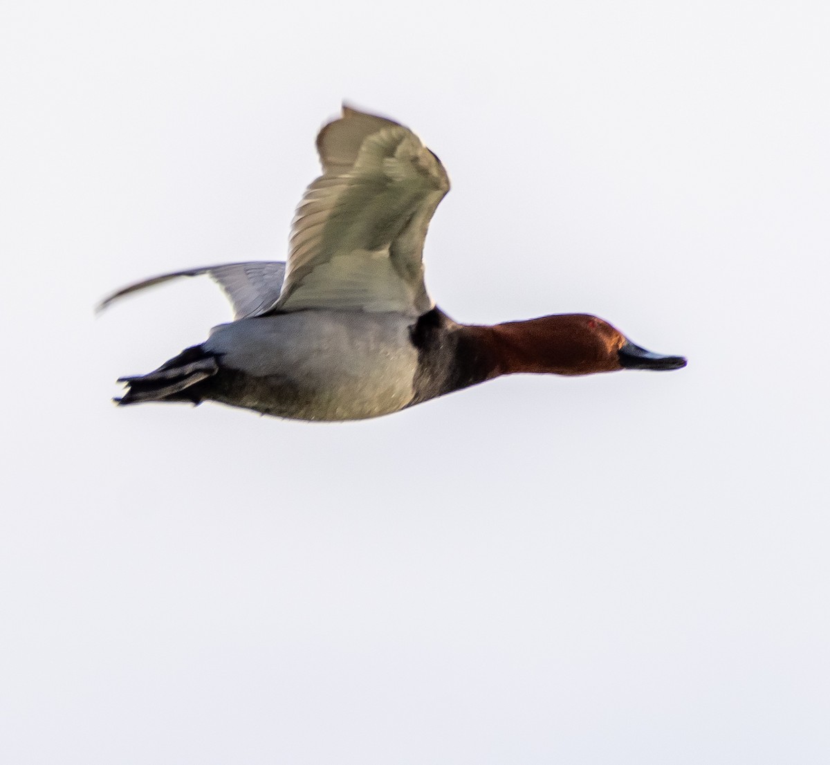 Common Pochard - ML647263637