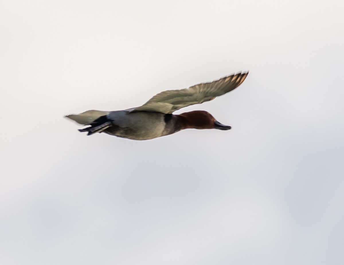 Common Pochard - ML647263638