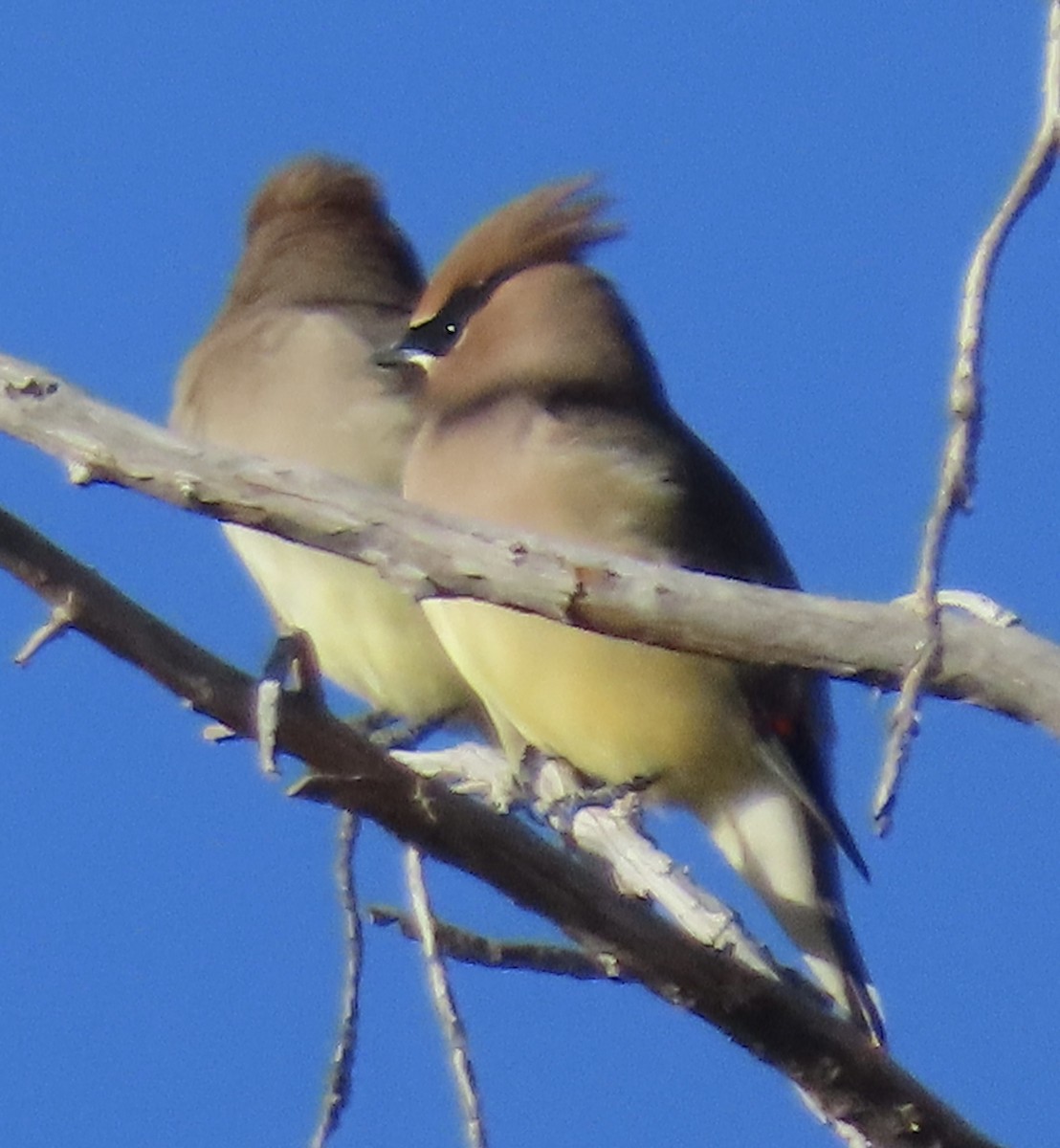 ヒメレンジャク - ML647263639