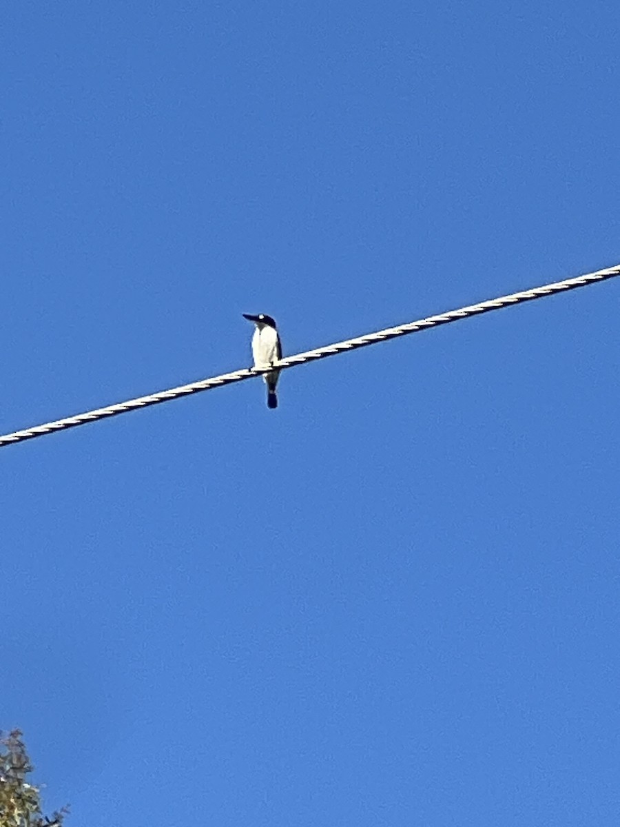 Forest Kingfisher - ML647263641