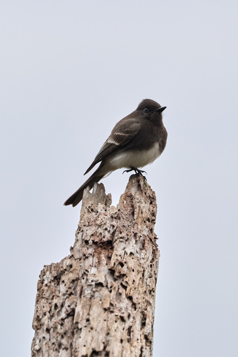 Black Phoebe - ML647263644