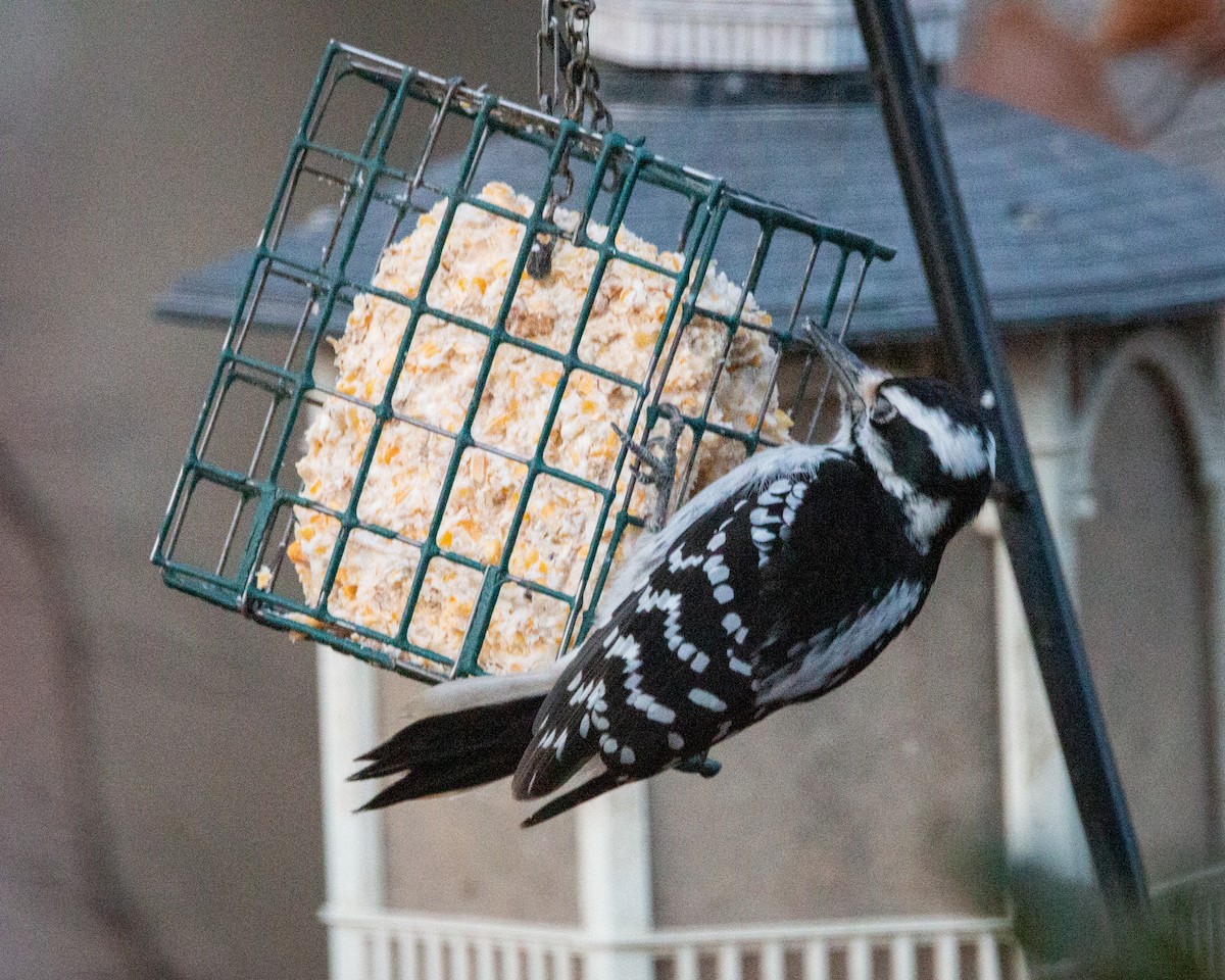 Hairy Woodpecker - ML647263646