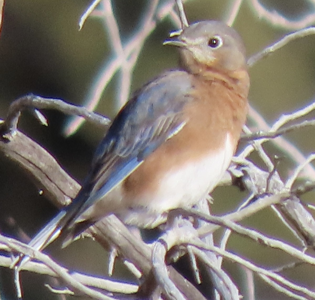 ルリツグミ - ML647263647