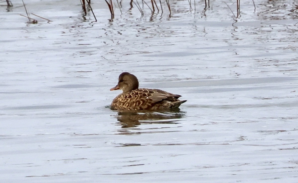 Gadwall - ML647263654