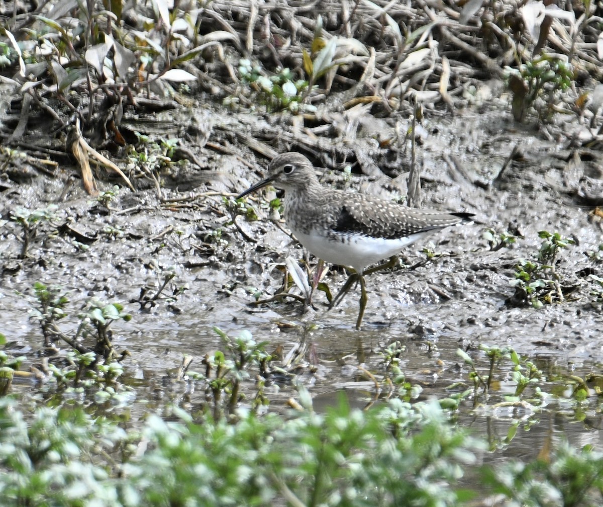 Solitary Sandpiper - ML647263662