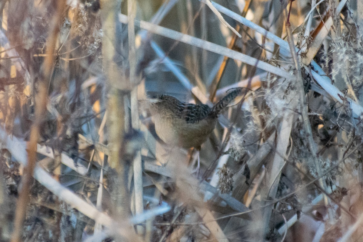 Sedge Wren - ML647263670