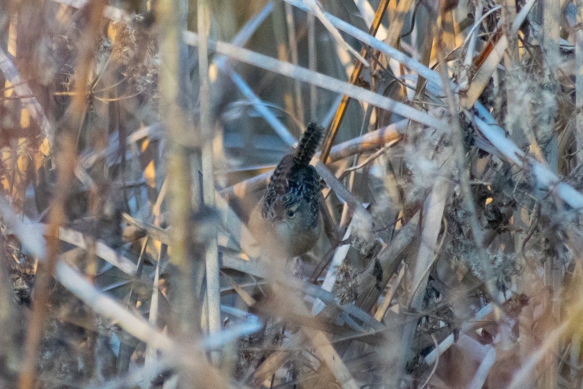 Sedge Wren - ML647263671