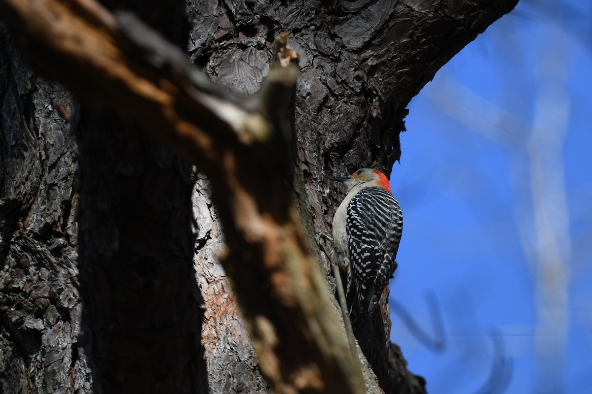 Red-bellied Woodpecker - ML647263673