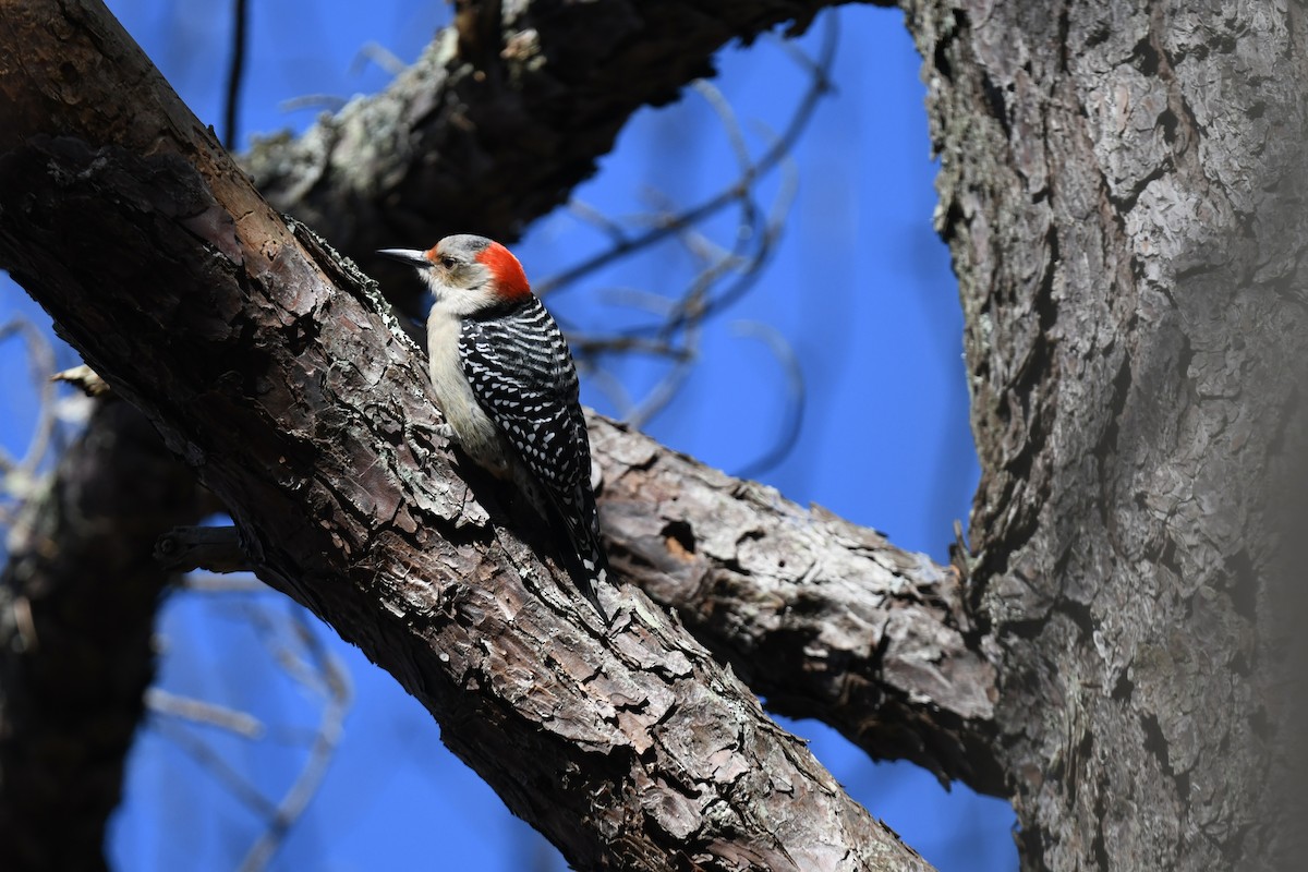 Red-bellied Woodpecker - ML647263677
